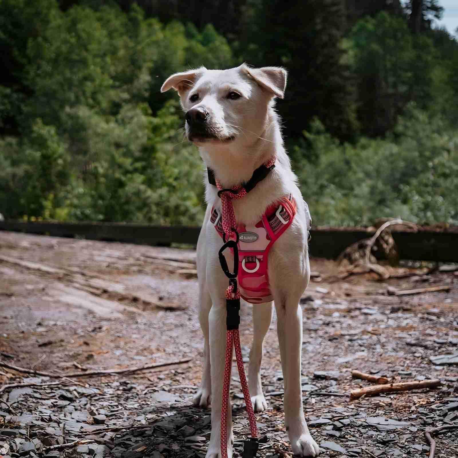 AUROTH Tactical Dog Harness includes ID badge BEST FRIEND for easy personalization.