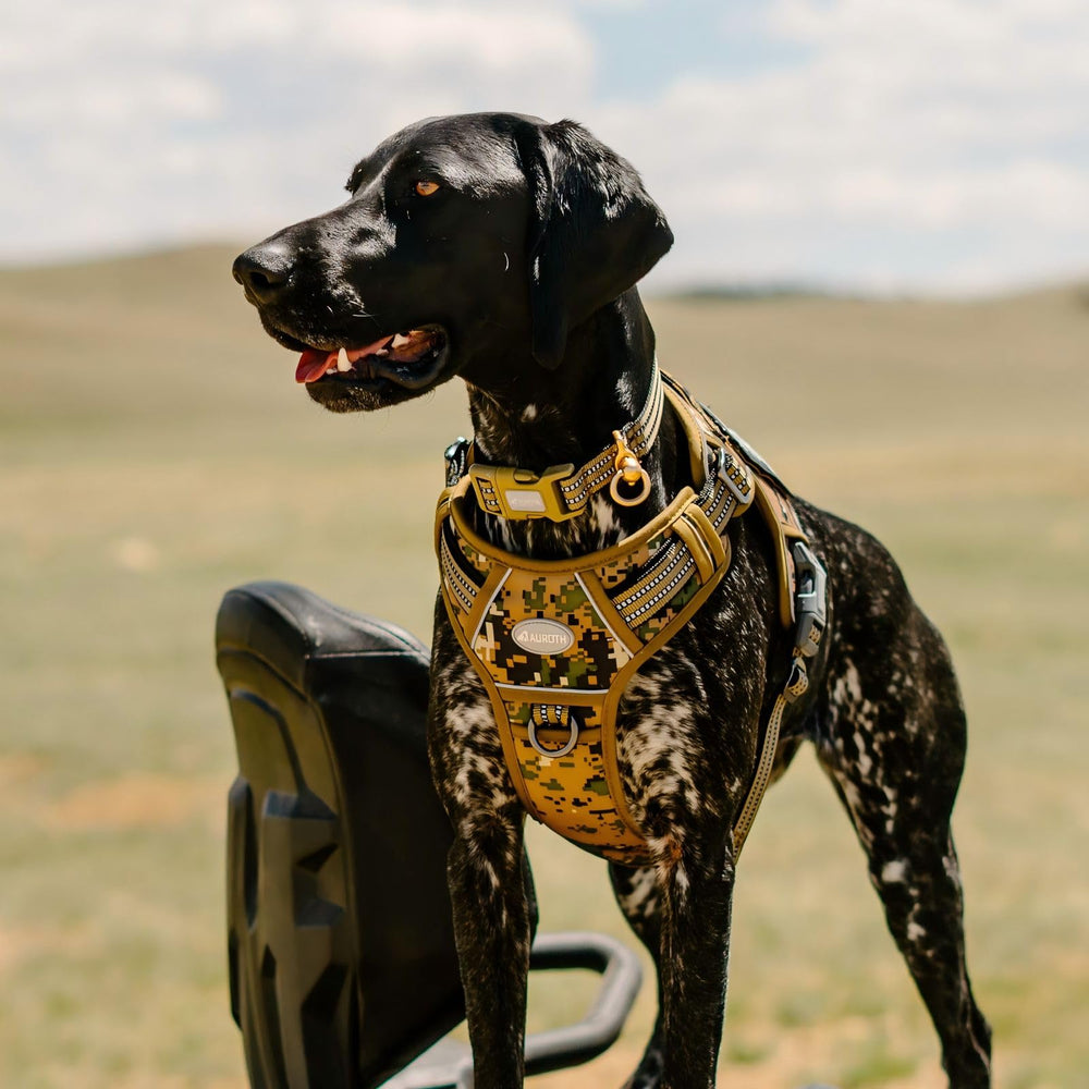 AUROTH harness with quick-release buckles for easy on/off
