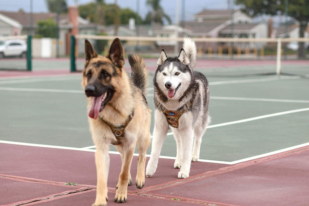 AUROTH reflective trim enhances visibility during dusk walks