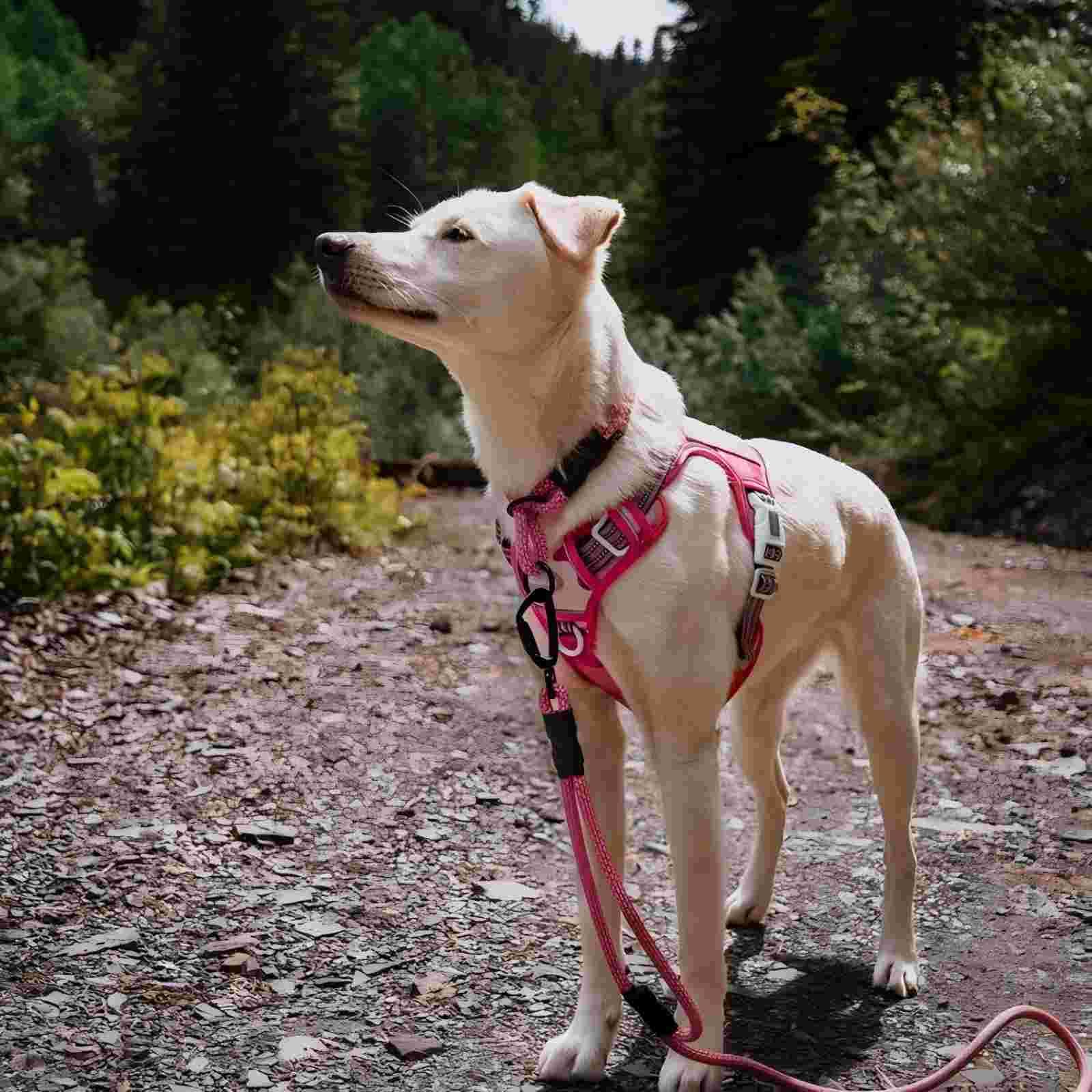 AUROTH reflective straps improve visibility during evening walks.