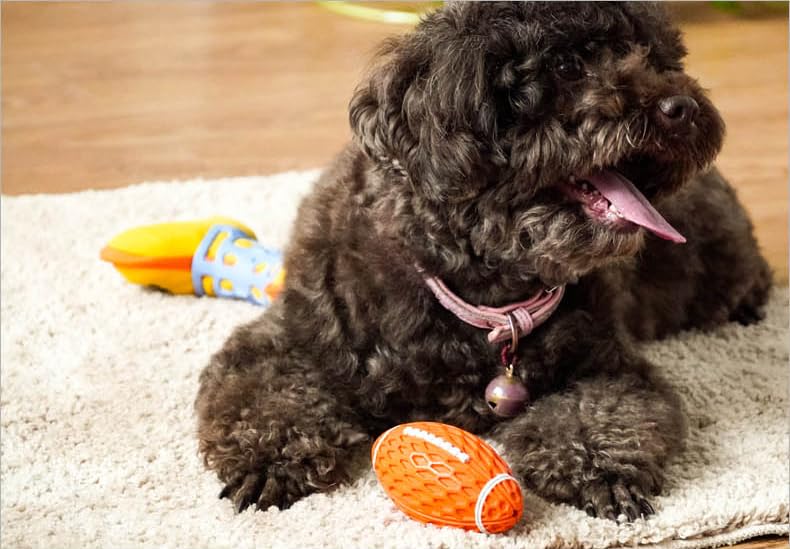 AUSCAT dog toy fetch green angle — supports active outdoor play.