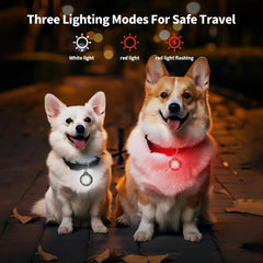 AutoEuropa LED dog collar light on a collar emphasizes high-visibility safety.