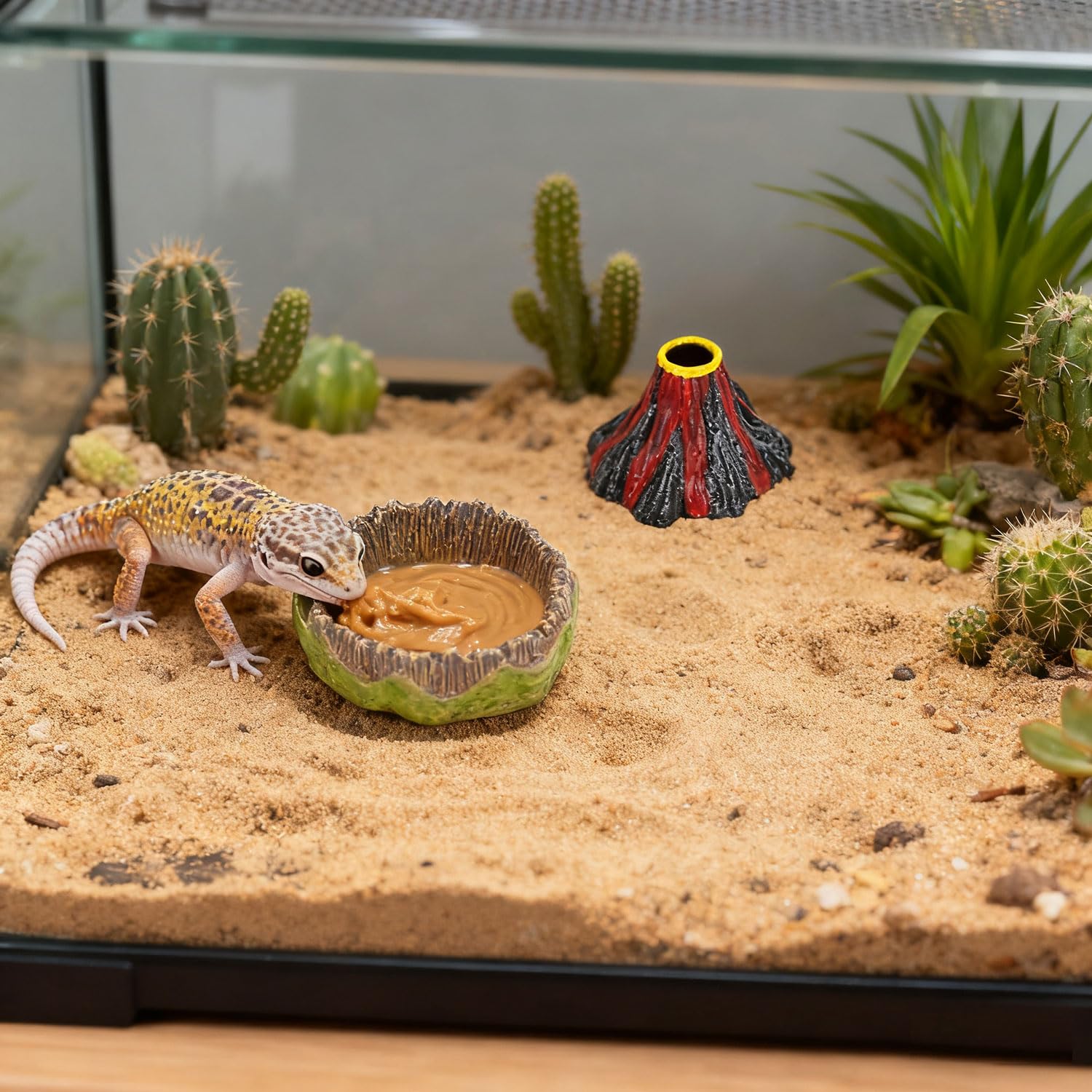 AUTSEEYS dubia feeding setup shows versatile use for worms and crickets.