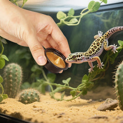 AUTSEEYS small terrarium bowl compact sits neatly in feeding setups.