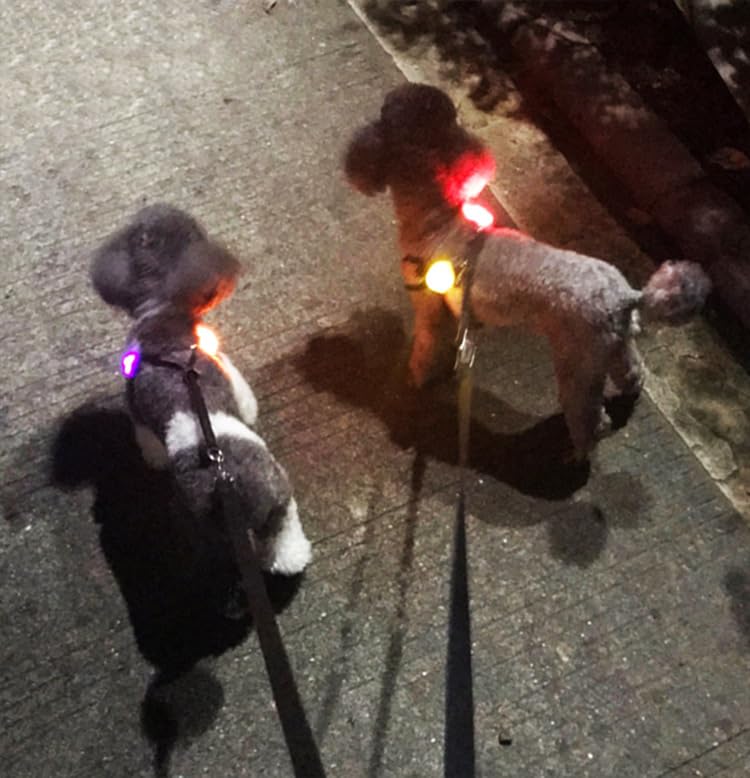 Avando dog collar light battery included for immediate use