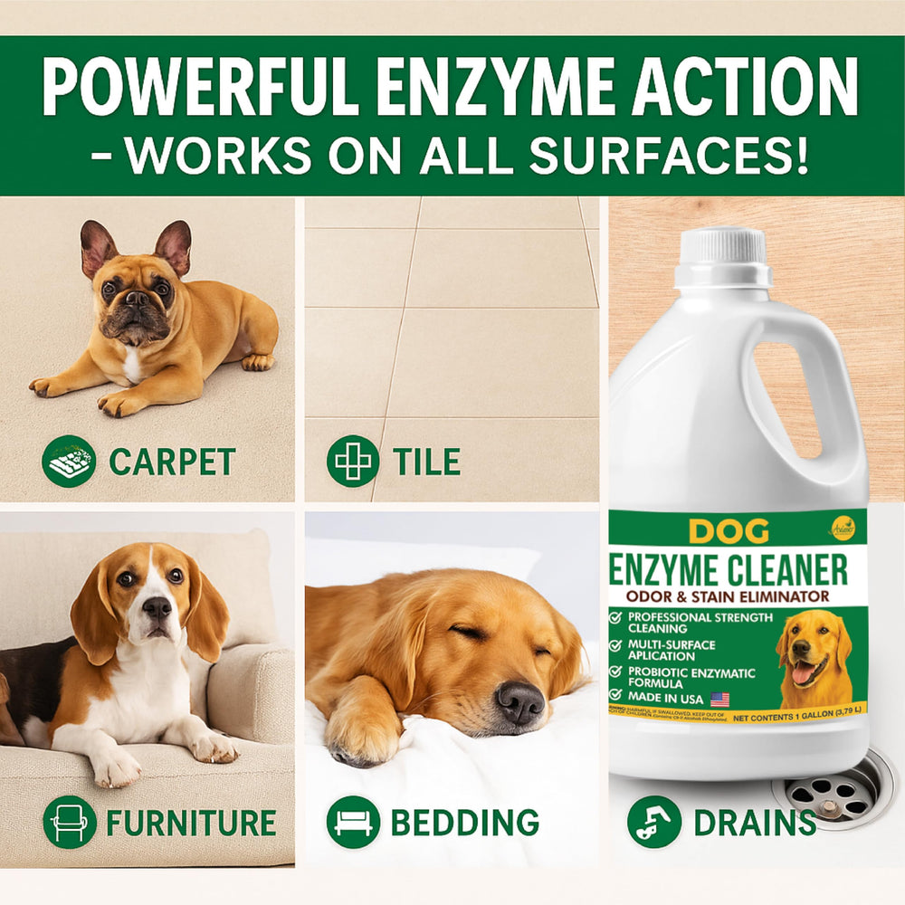 Aviano enzyme cleaner carpet-urine-stain-application shows application to carpets for stain lifting