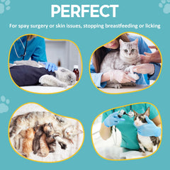 Avont Cat Recovery Suit magenta on cat demonstrates secure fit and easy on-off design.
