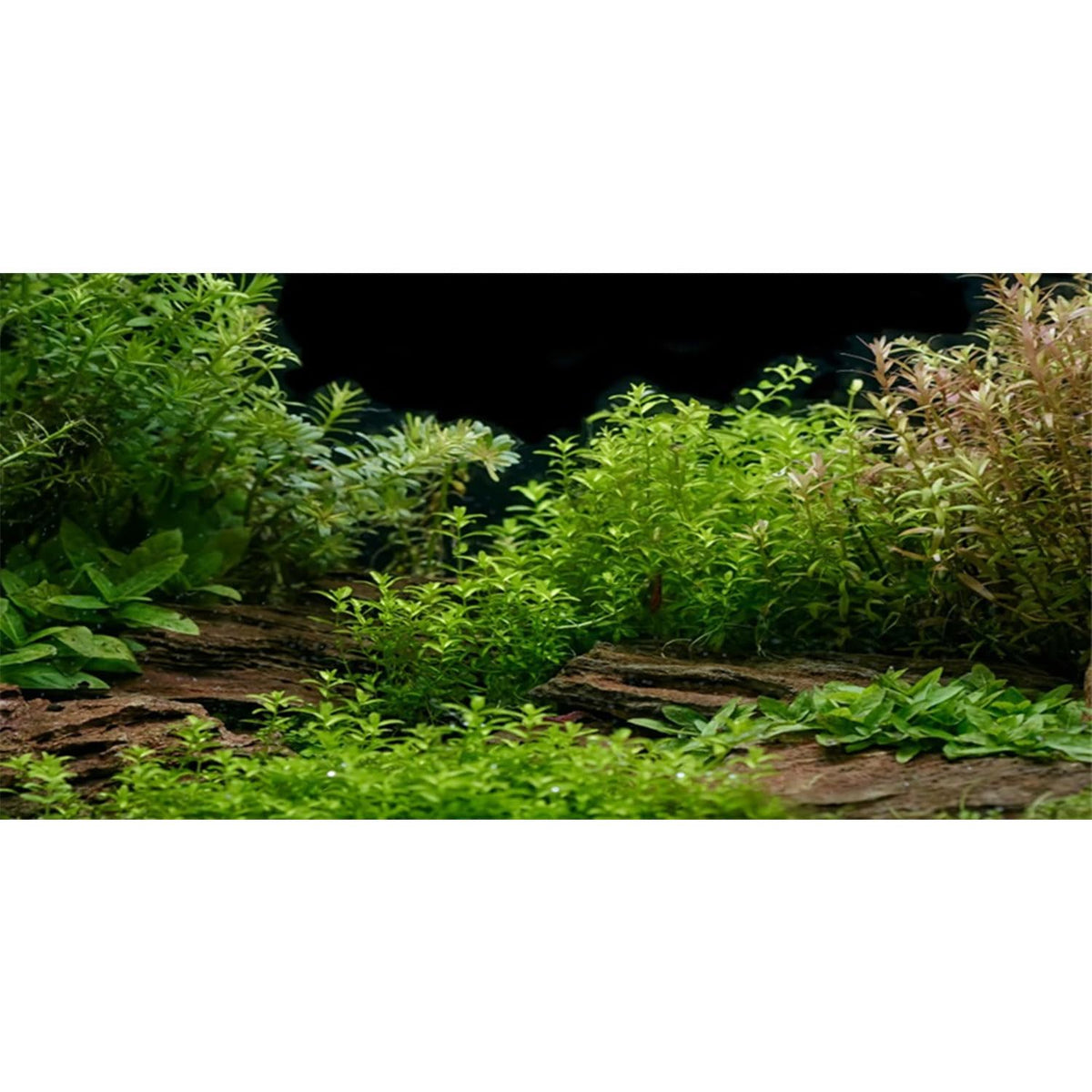 AWERT river-bed background creates realistic depth for the aquarium's natural look.