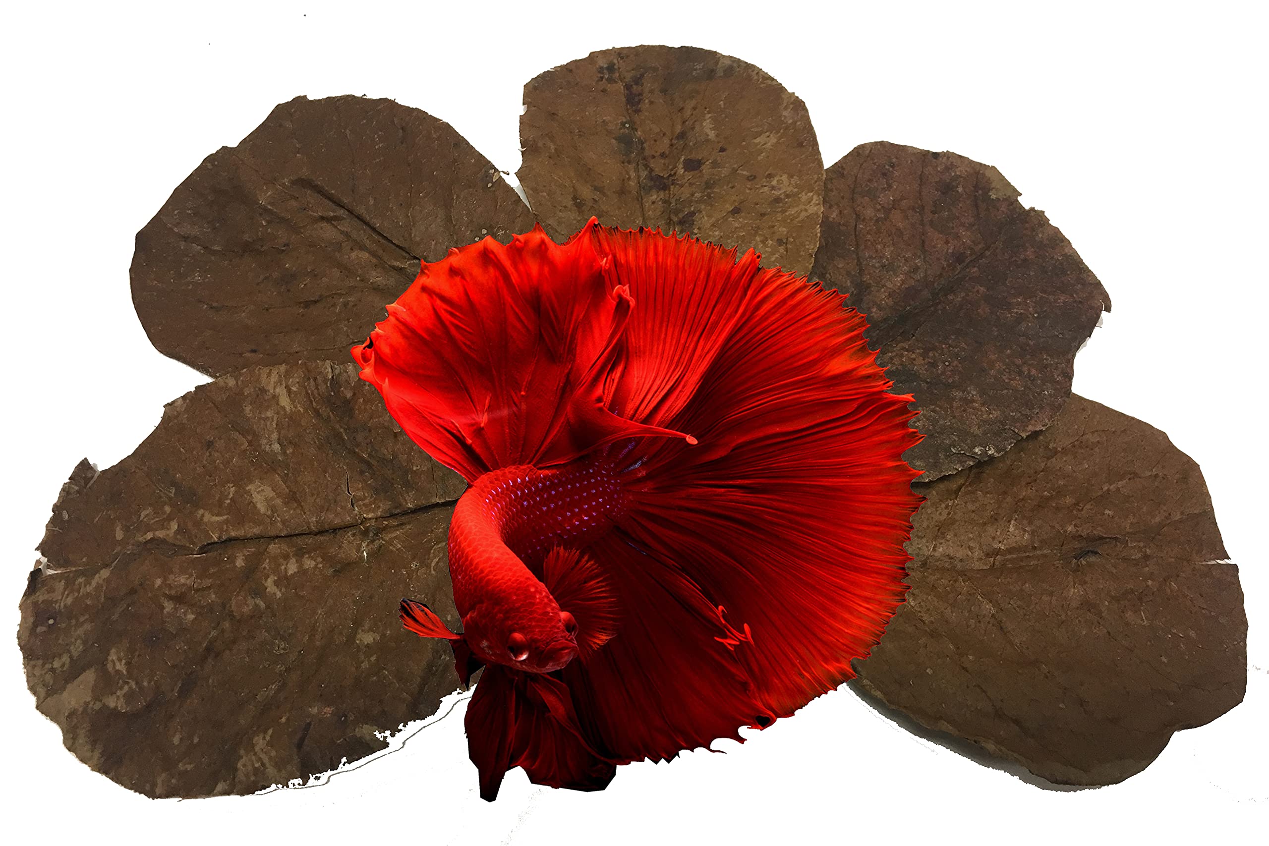 Awesome Aquatic Betta Leaves close-up highlight vein patterns and tannin benefits