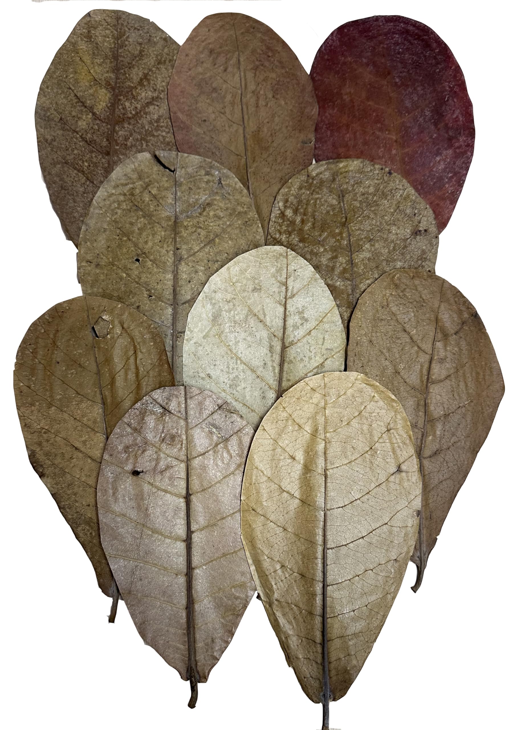 Awesome Aquatic Indian Almond leaves packaged for easy activation in soft-water tanks
