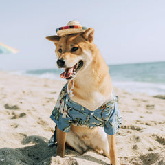AWOCAN pet straw hat fiesta-photo setup adds festive party vibes.
