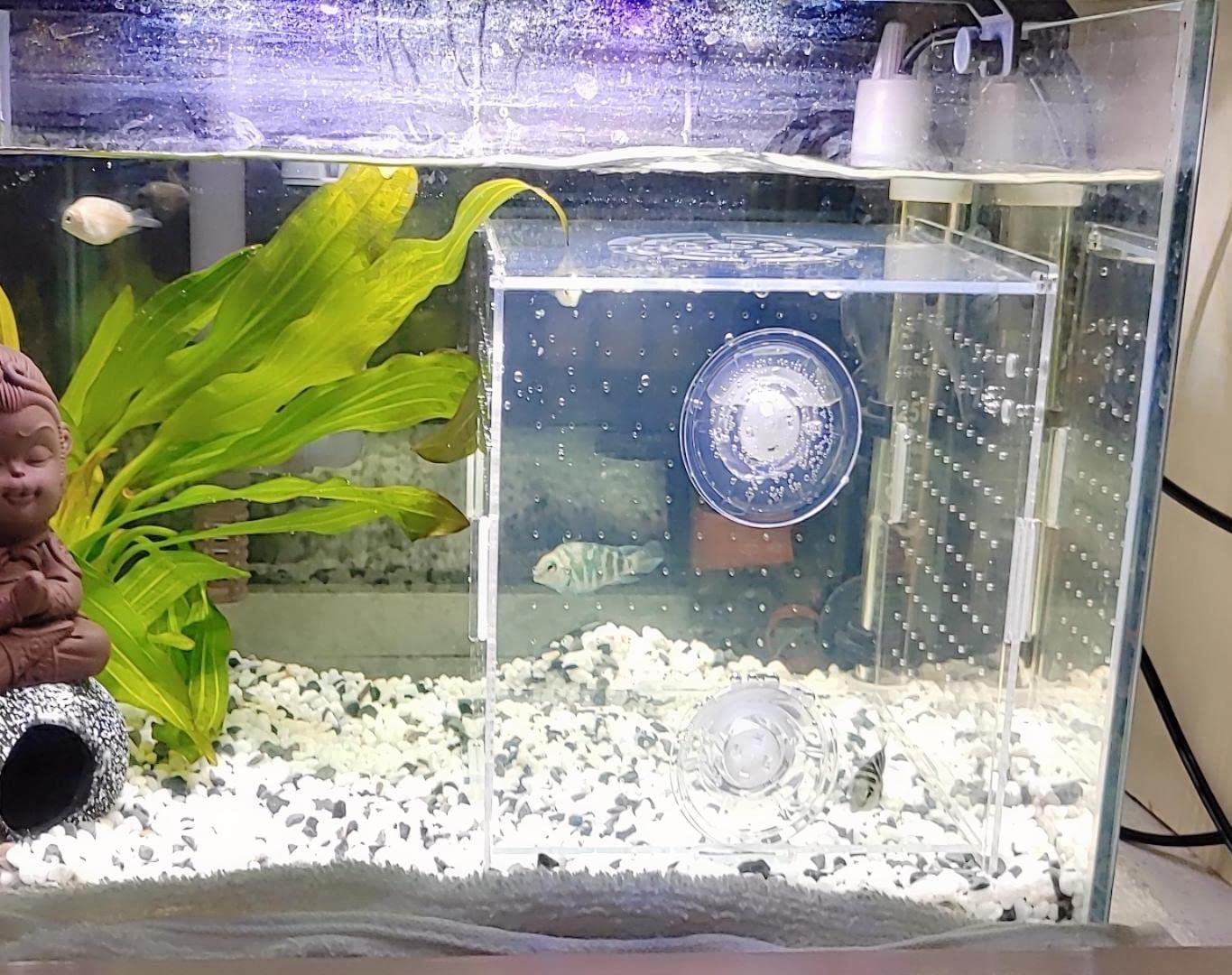 AWXZOM acrylic breeder box assembly demonstrates hobby-friendly setup.
