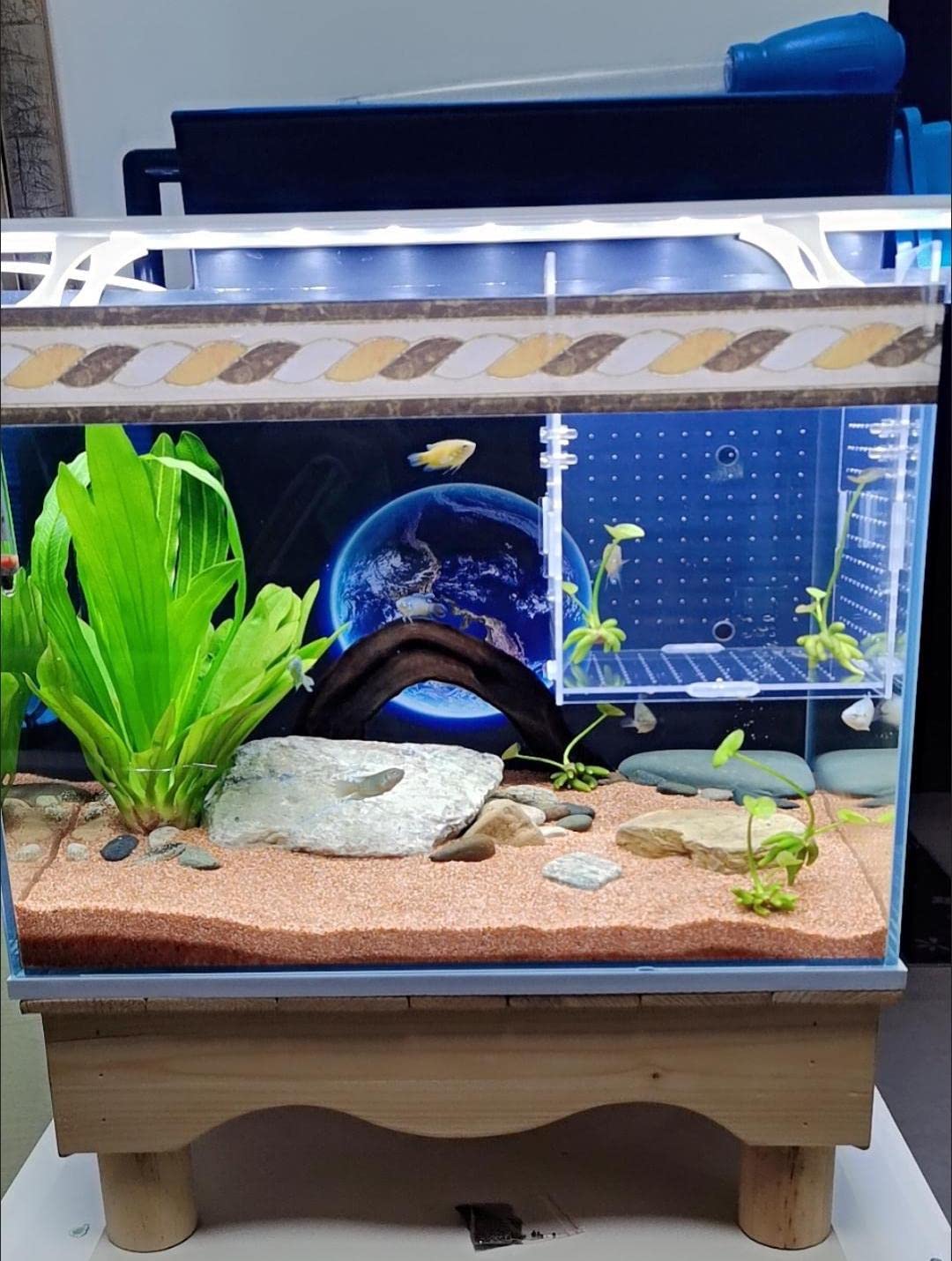 AWXZOM incubator for live fish provides visibility during juvenile care.