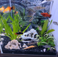 AWXZOM bearded dragon tank-decor creates an engaging retreat.