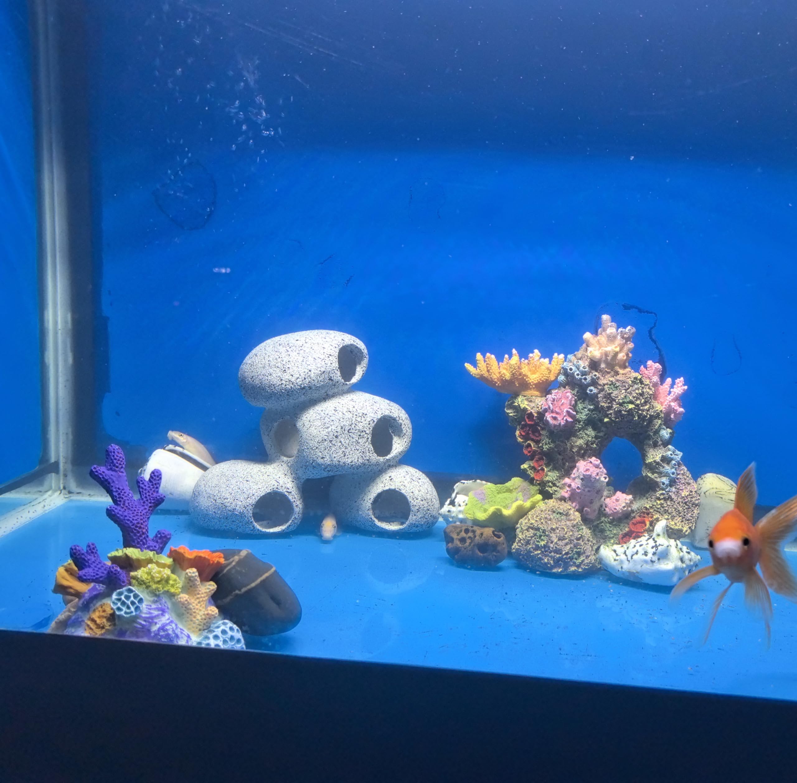 AWXZOM Betta hideout rock cave offers a secure retreat