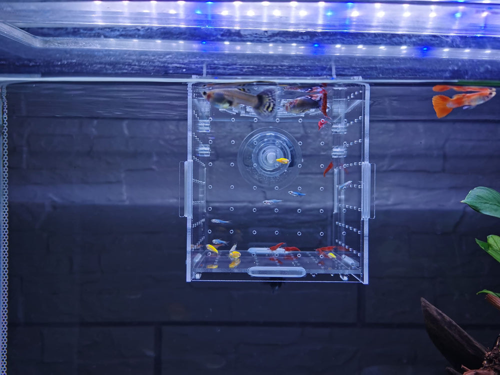 AWXZOM breeding box in-use in tank shows simple integration with aquariums