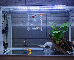 AWXZOM breeding box transparent material closeup enables clear viewing of fry