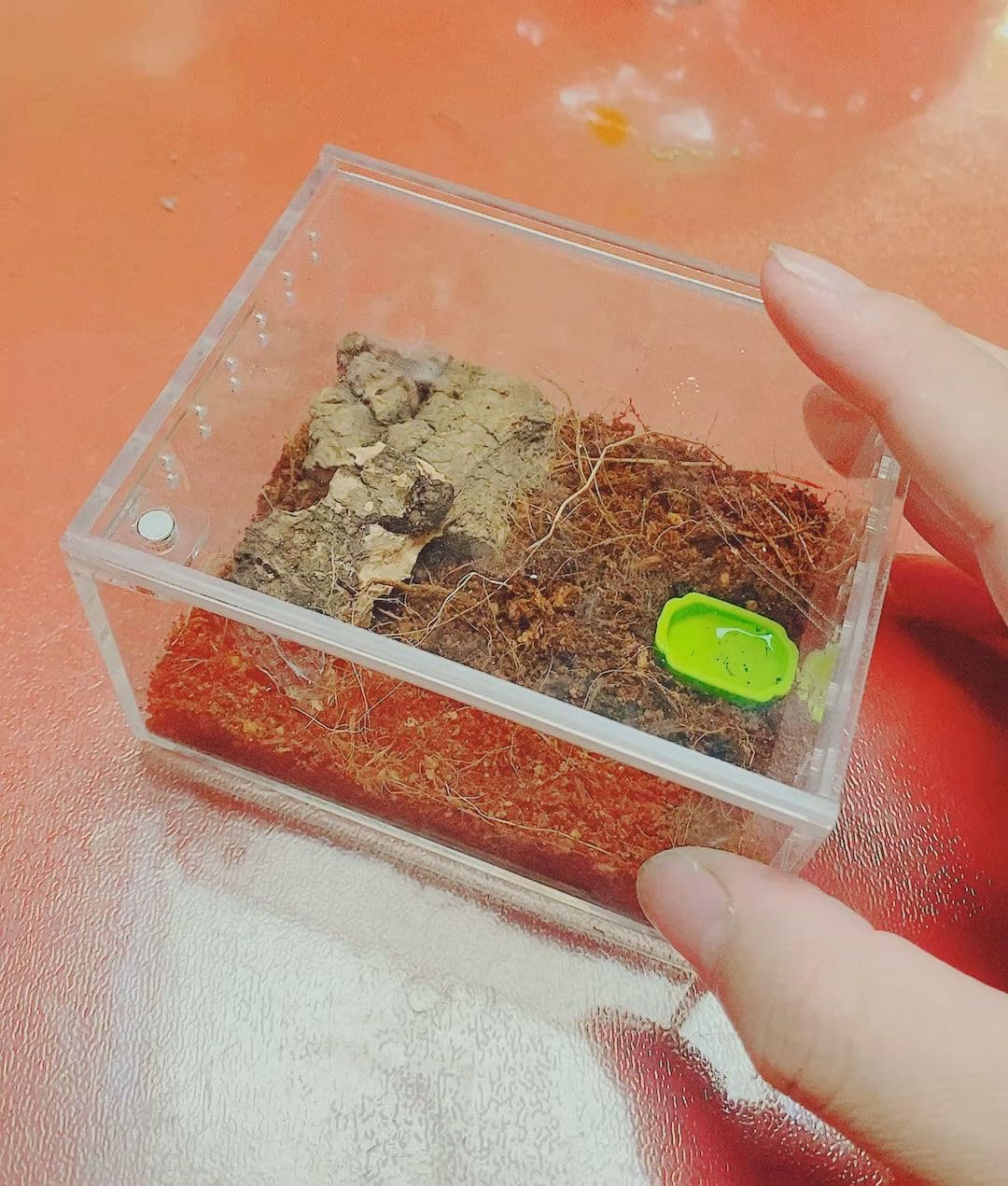 AWXZOM clear acrylic spider cage interior view aids precise feeding and cleaning