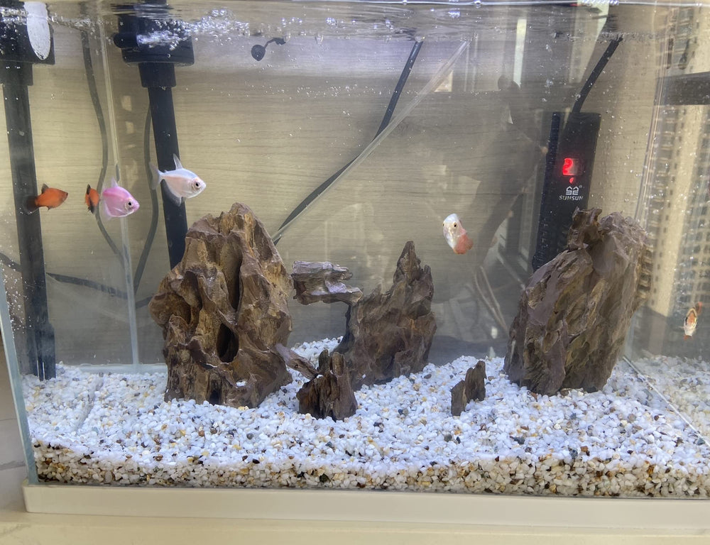 AWXZOM Dragon Rock aquarium layout idea offers natural arrangement for planted tanks.
