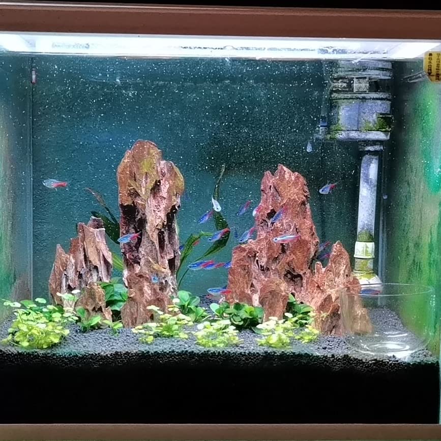 AWXZOM Dragon Rock creates hiding places for shrimp and small fish.