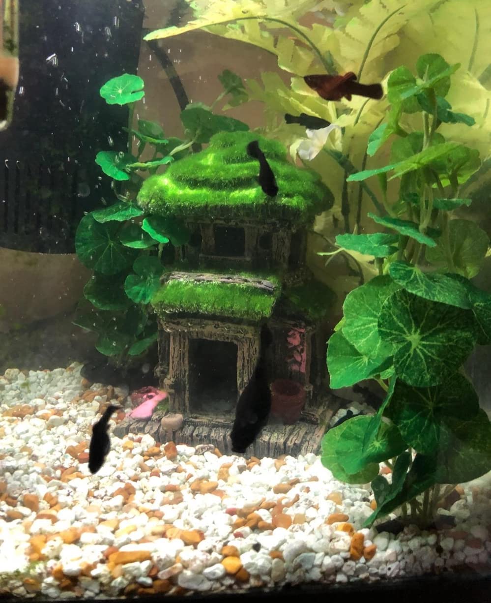 AWXZOM Fish House plants 4inch plant 2 complements the moss habitat.