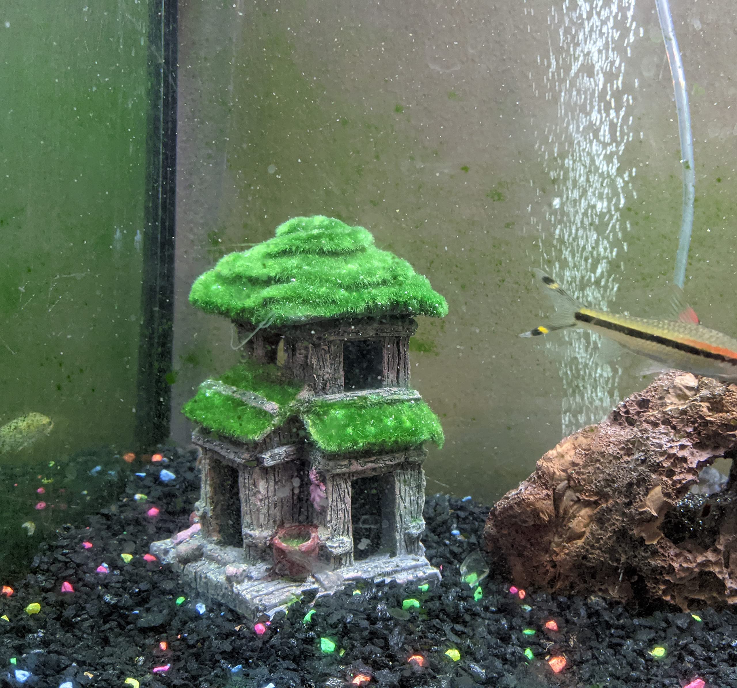 AWXZOM Fish House tank setup example demonstrates natural aesthetic.