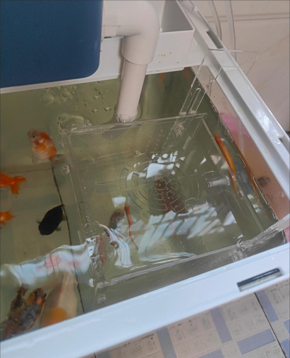 AWXZOM breeding box reduces adult-fry interactions for safer fry growth.