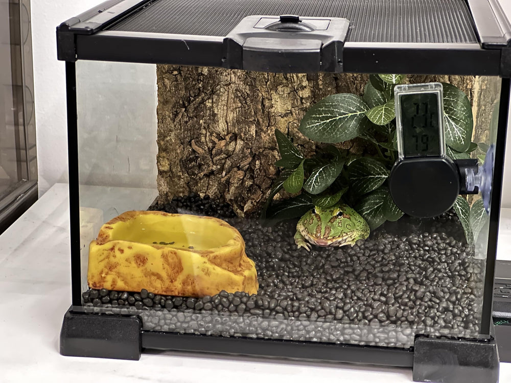 AWXZOM mini reptile glass terrarium anti-escape lock helps secure small pets