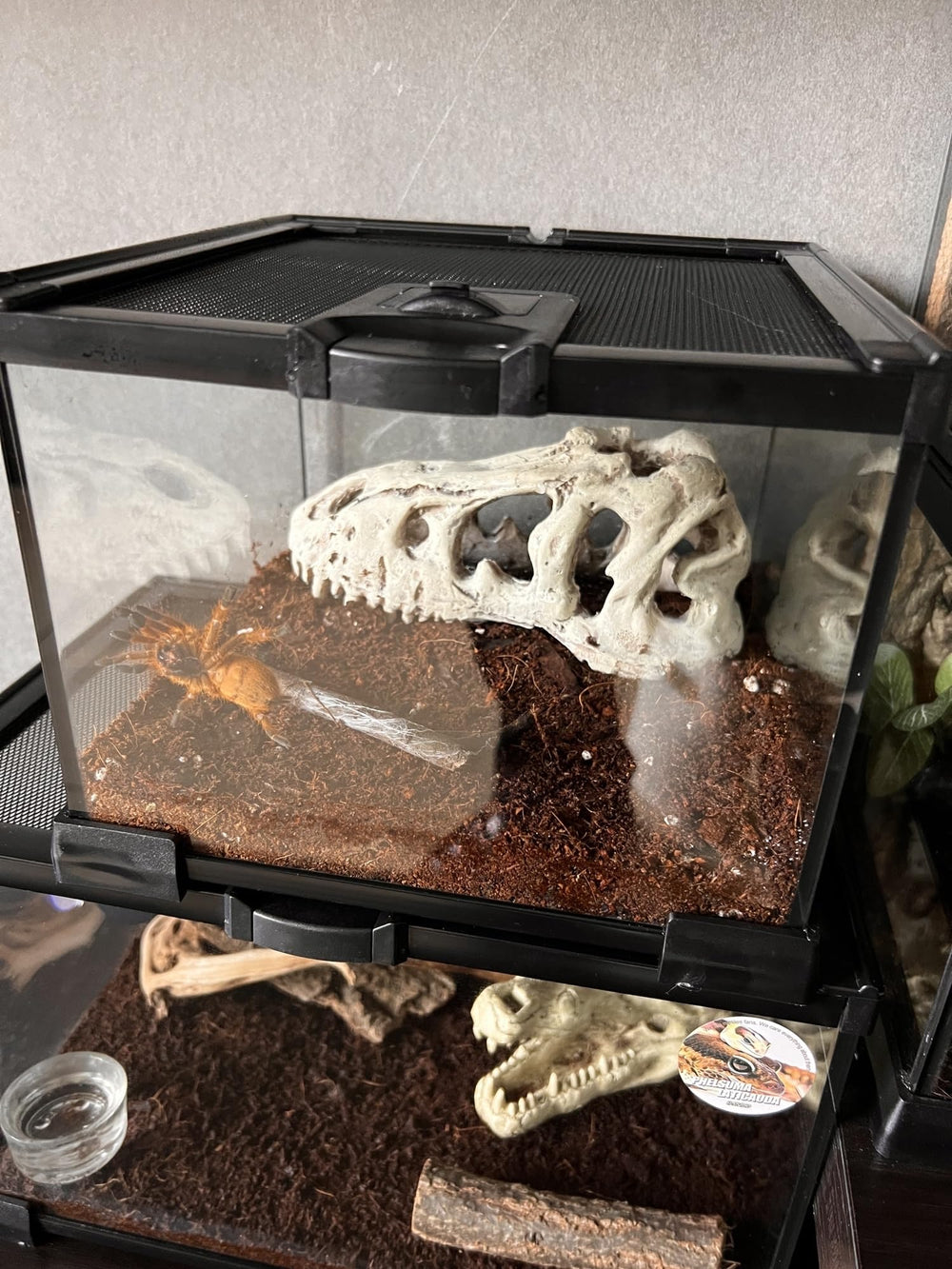 AWXZOM mini reptile glass terrarium compact desk-use design fits small spaces