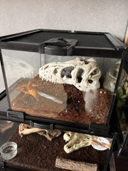AWXZOM mini reptile glass terrarium compact desk-use design fits small spaces