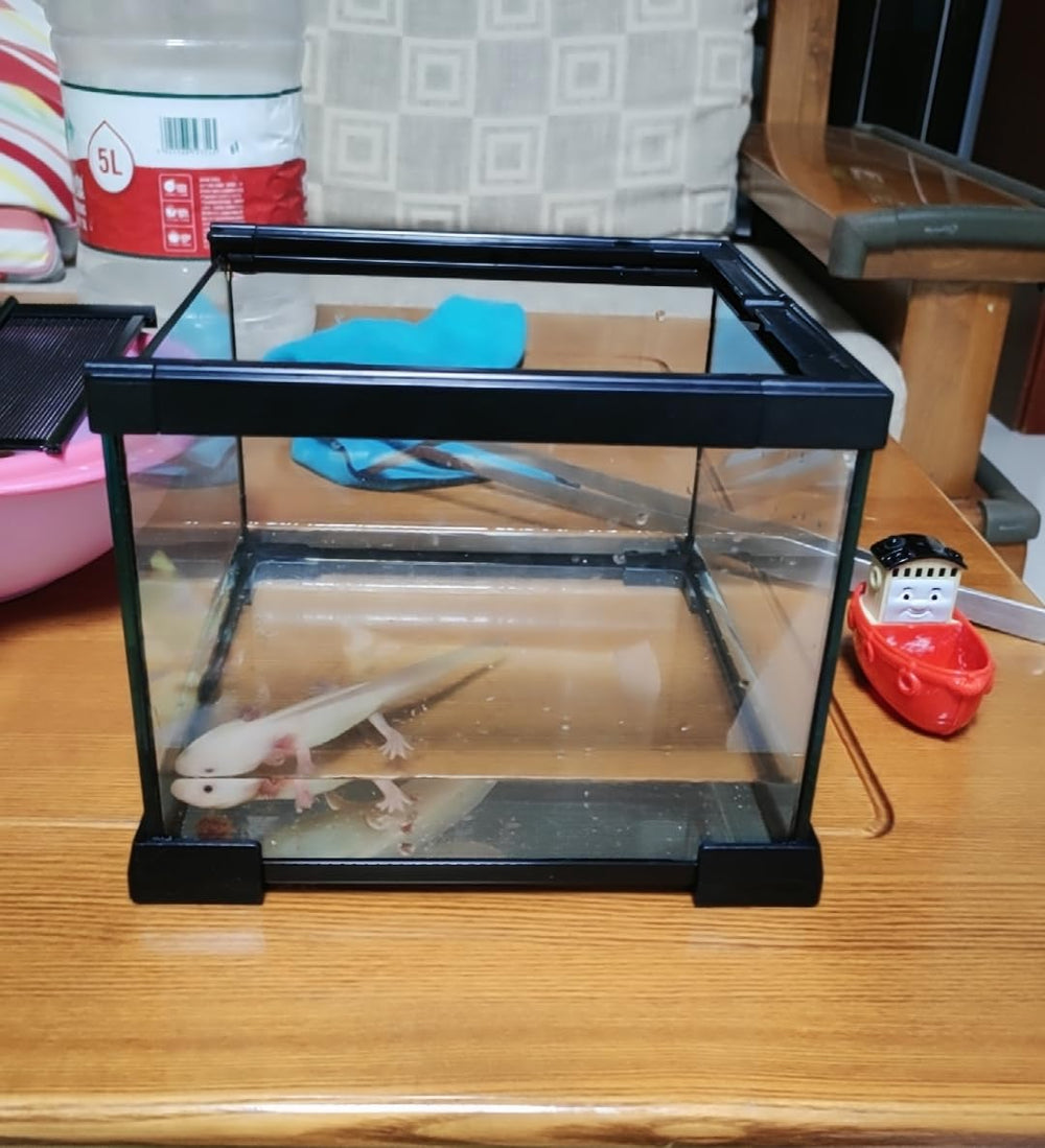 AWXZOM mini reptile glass terrarium dims 7.9x7.9x5.7 inches for space planning