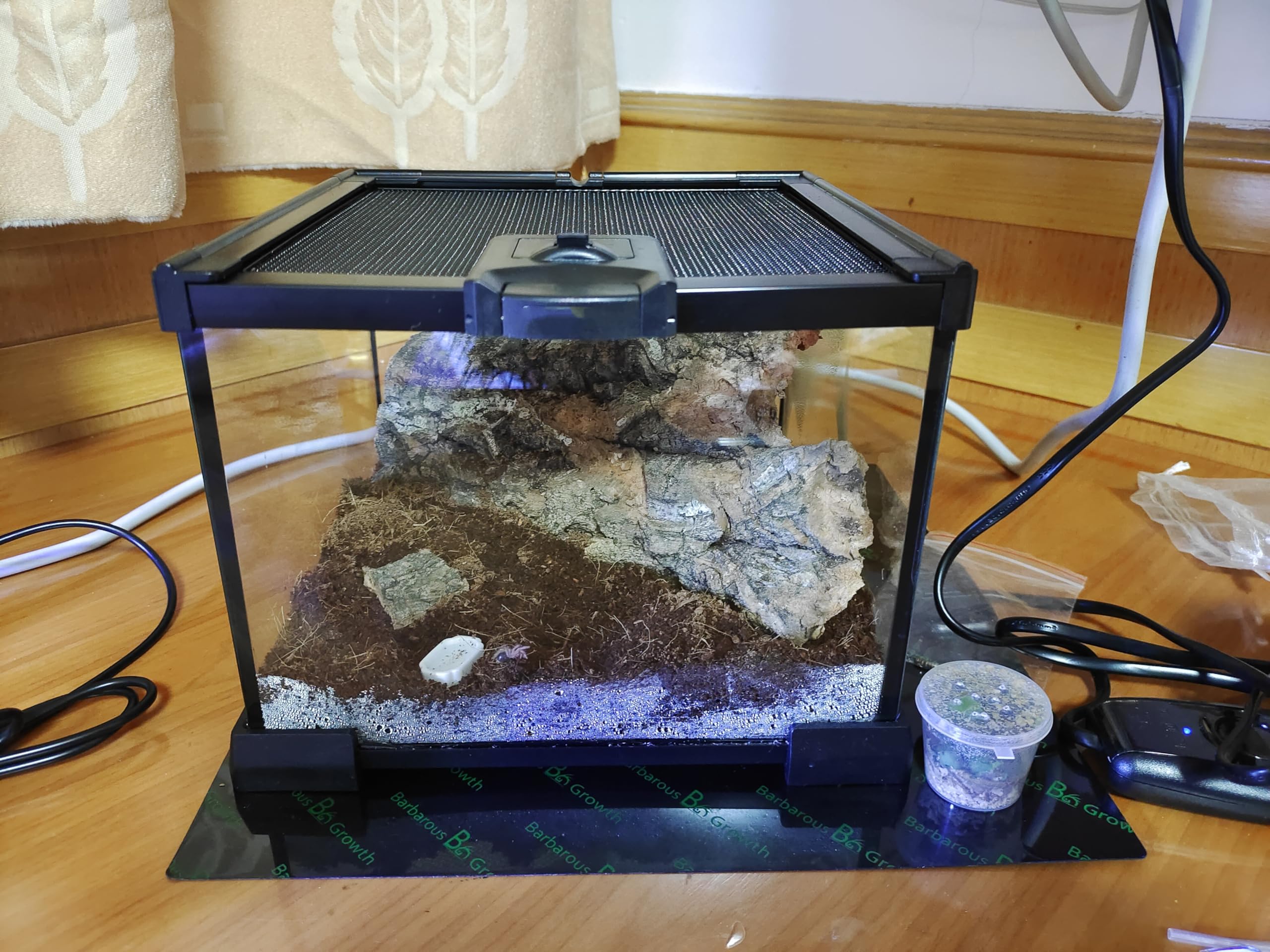 AWXZOM mini reptile glass terrarium in-use demonstrates versatile habitat for small pets