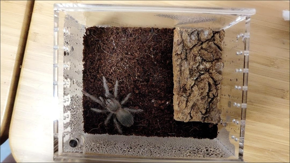 AWXZOM mini terrarium for climbing pets supports versatile use in small setups