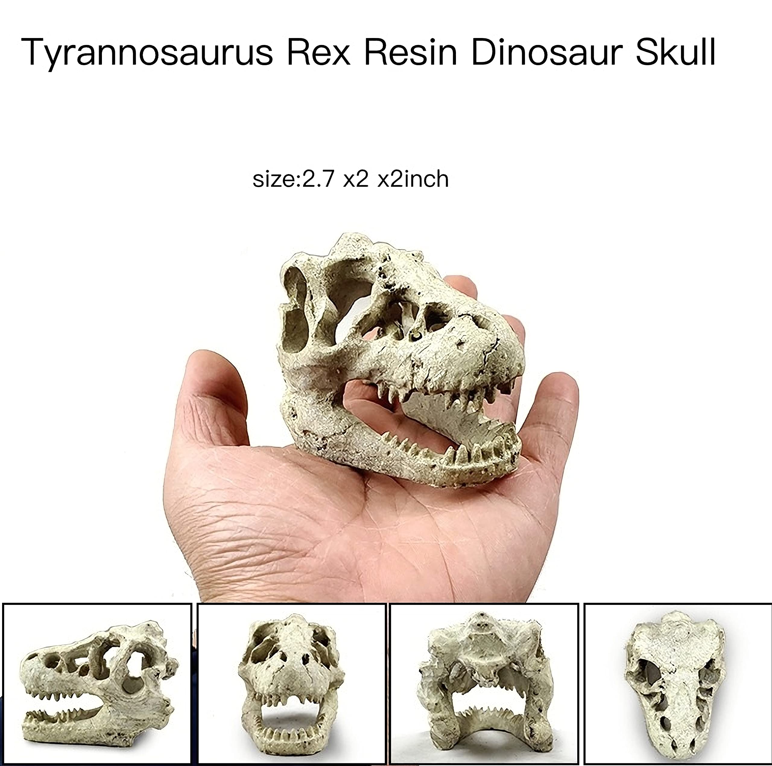 AWXZOM resin skull detail showcases textured bone-like finish.