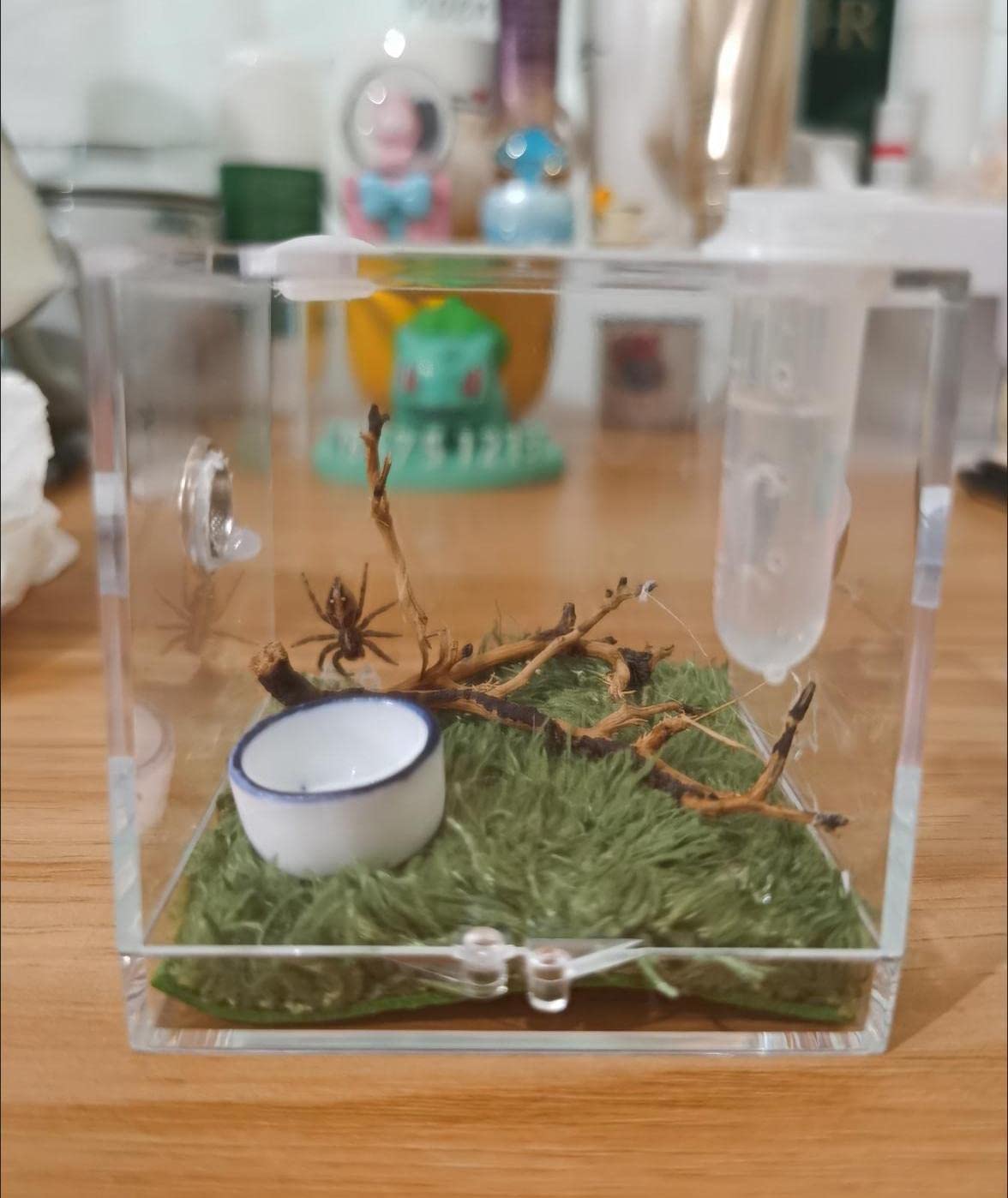 AWXZOM Spider Terrarium in-use image supports easy observation during feeding