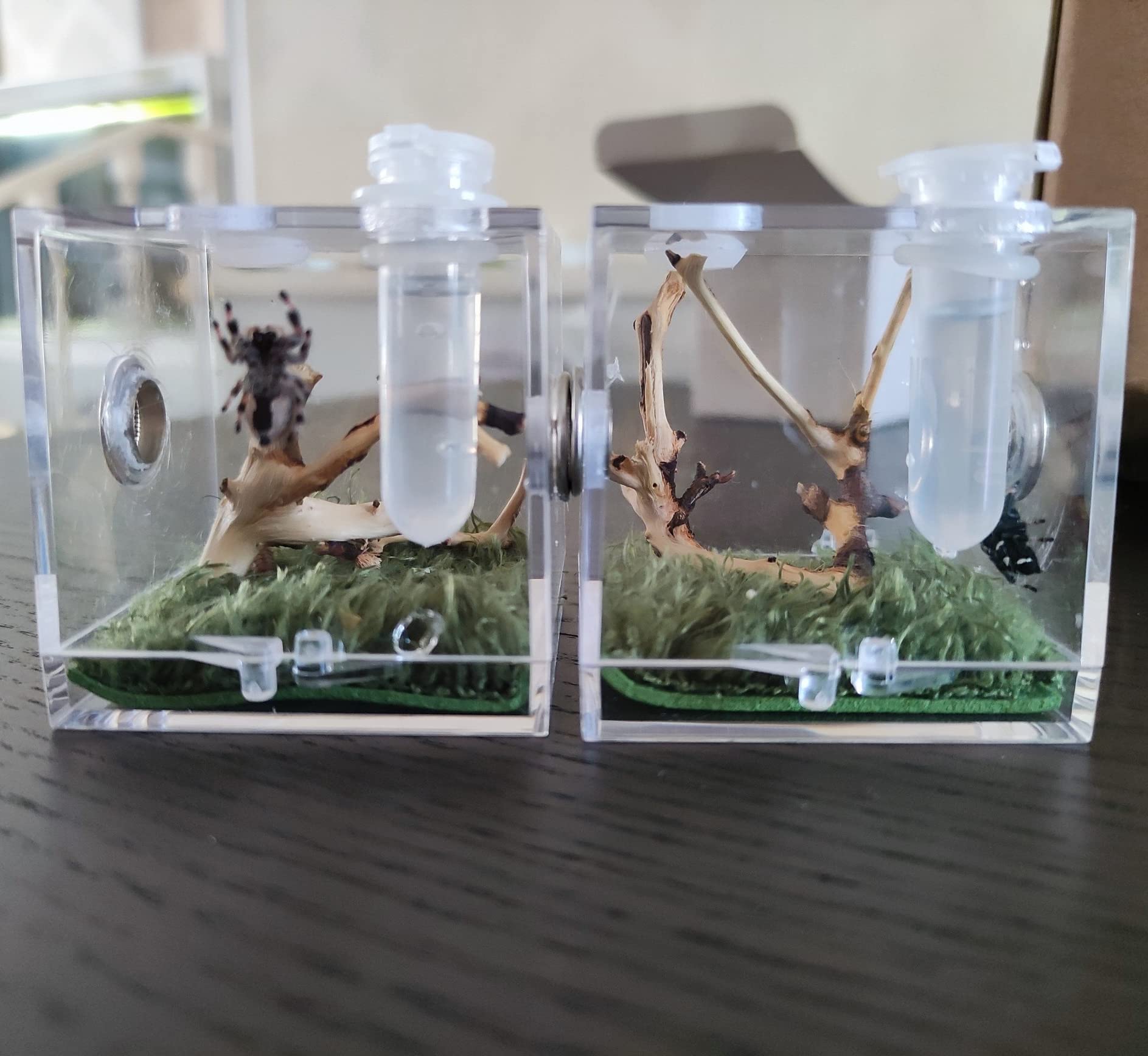 AWXZOM Spider Terrarium's transparent acrylic enables clear watching with minimal disruption