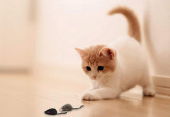 AXEL PETS 20-mice colors black white grey for varied indoor fun