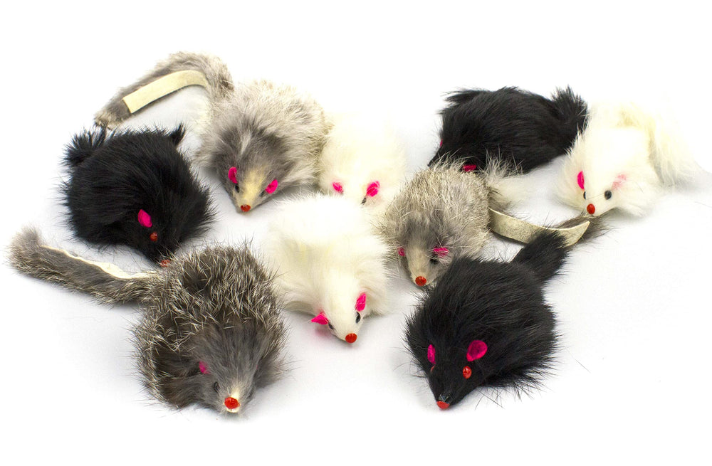 AXEL PETS cat interaction play with catnip-scented rattle mice.
