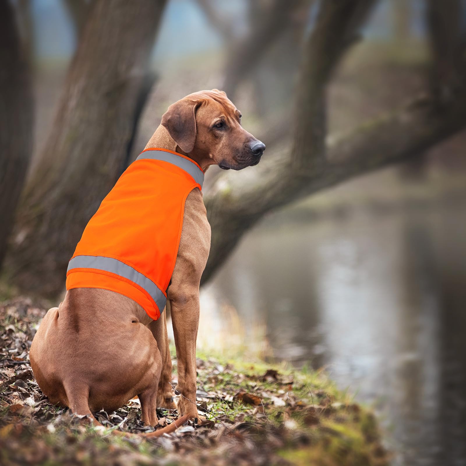 Ayaseen dog vest in hunting and outdoor use improves visibility