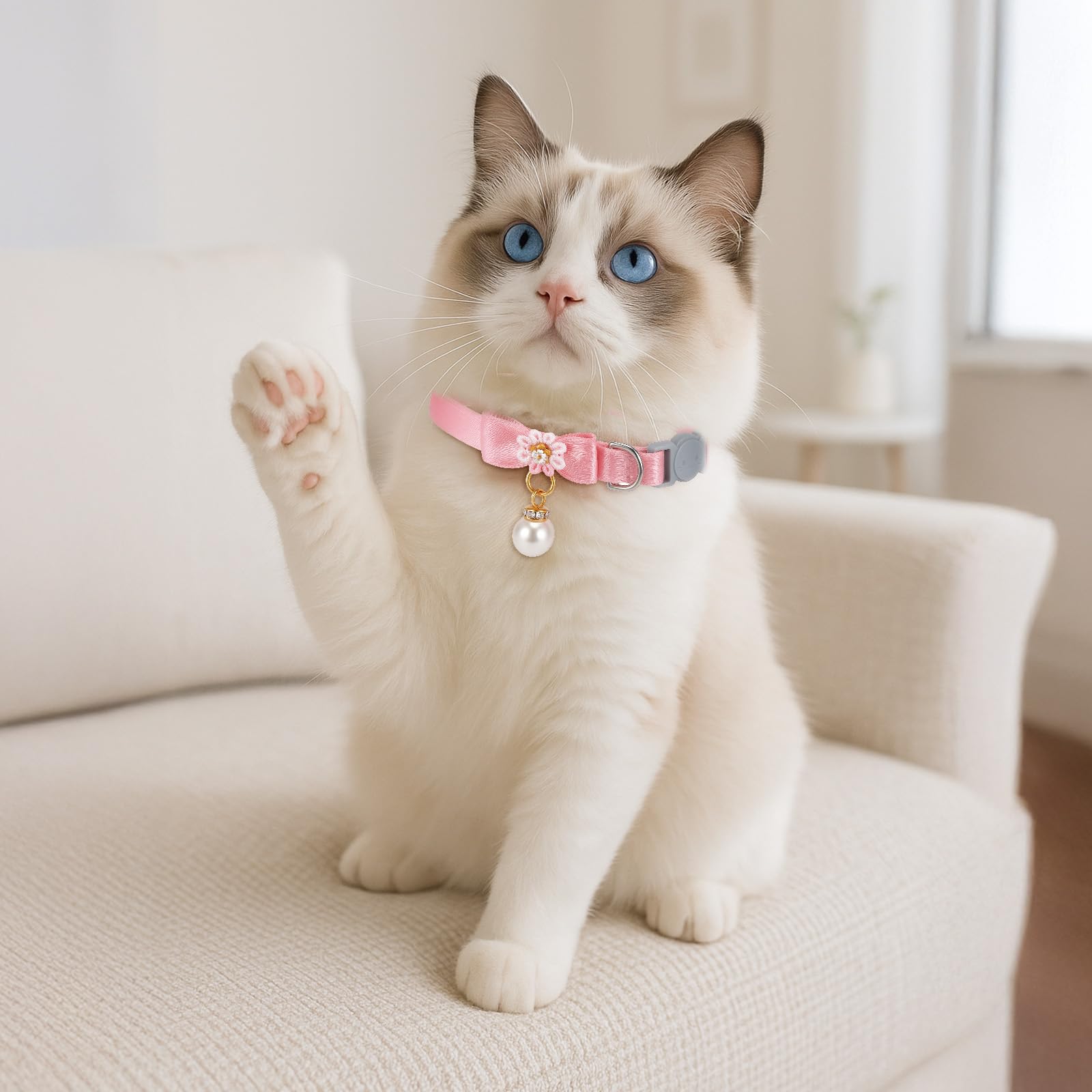 Aysatogc girl-cat fashion collar suits photo shoots and parties.