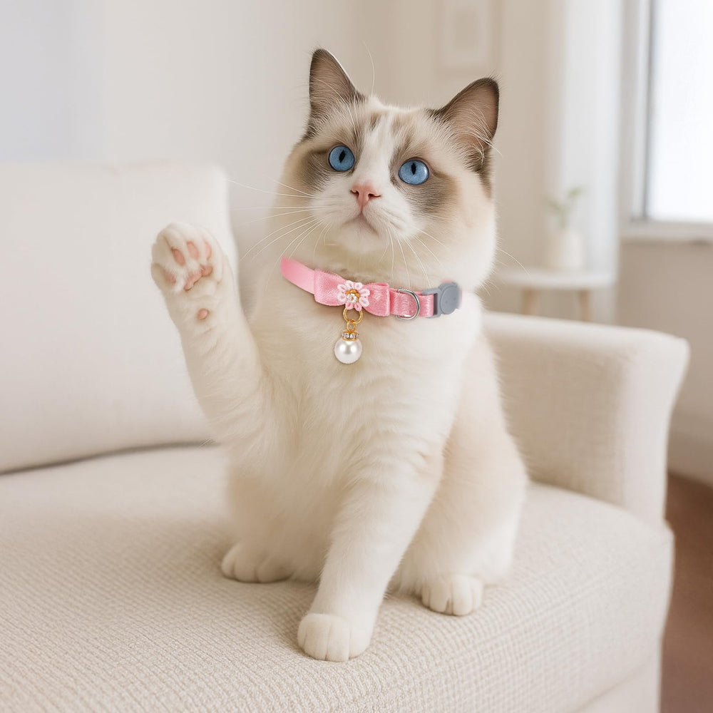 Aysatogc girl-cat fashion collar suits photo shoots and parties.