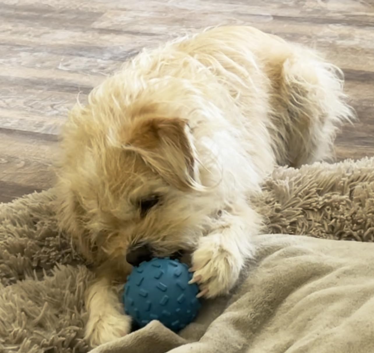 AZ Micro Mini Pigs treat-dispensing-ball durable closeup highlights a chew-safe design.