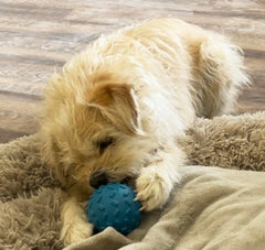 AZ Micro Mini Pigs treat-dispensing-ball durable closeup highlights a chew-safe design.