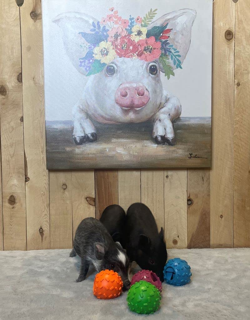 AZ Micro Mini Pigs treat-dispensing-ball in motion encourages rolling exercise and engagement.