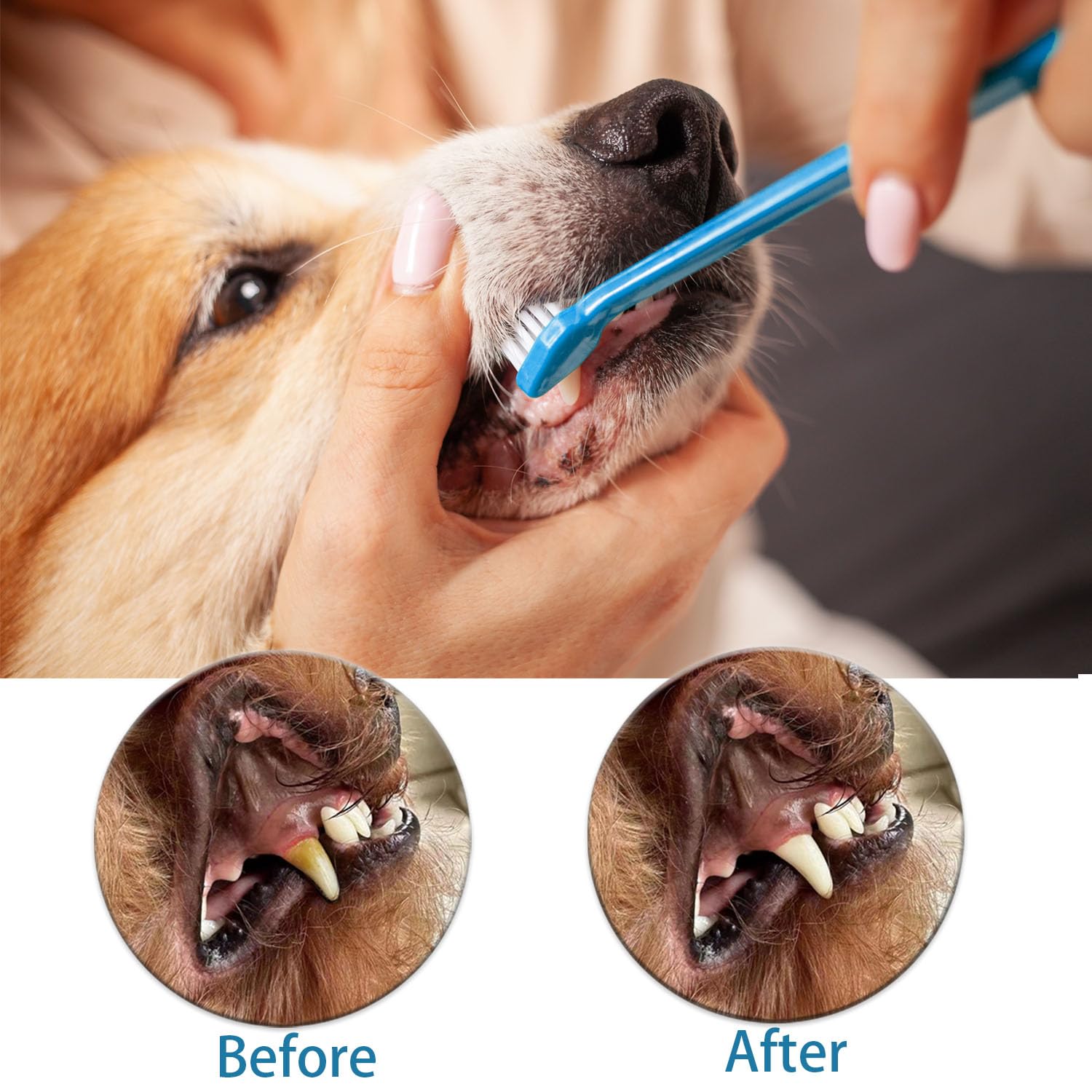 AZOFFYIU 360-degree pet toothbrush rotation view emphasizes full-mouth coverage