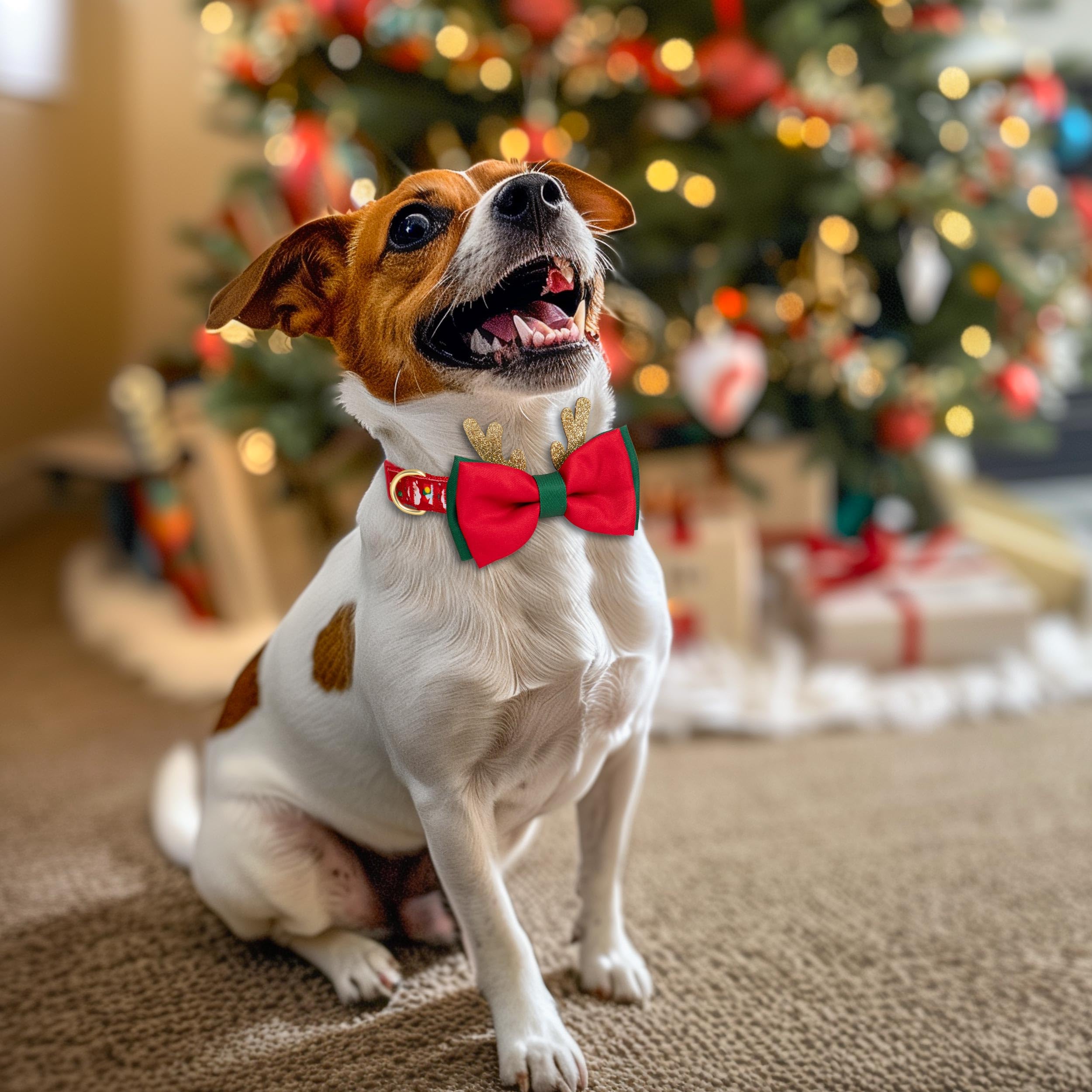 Azuza adjustable small-dog collar for comfortable, secure fit.