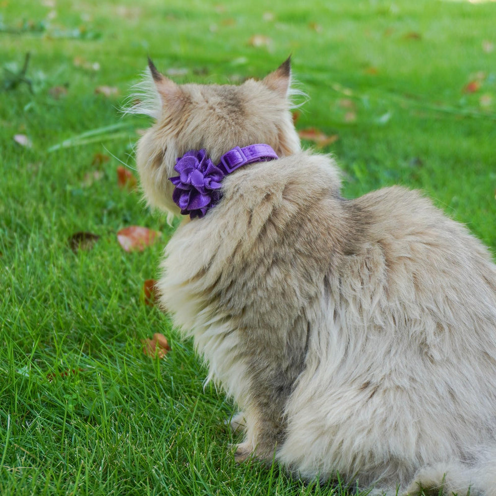 azuza vibrant hot pink and purple collar colors for outdoor adventures.