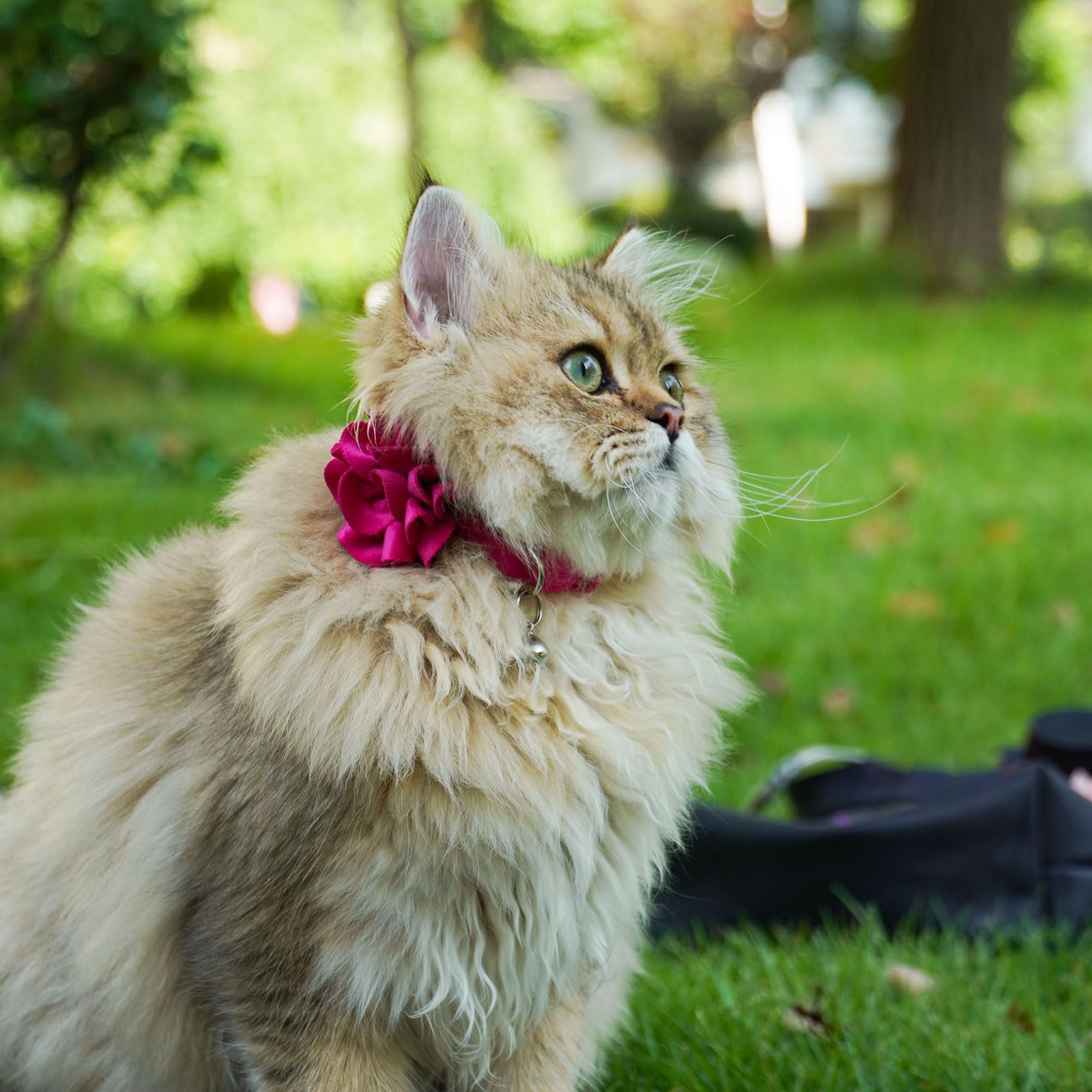 azuza adjustable 8-12 inch cat collar with breakaway safety feature.