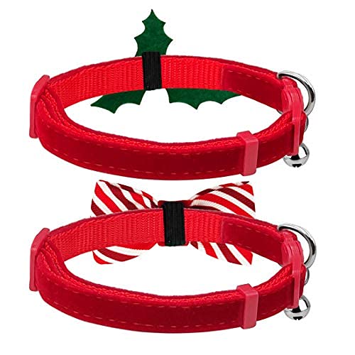 azuza holiday-ready collar on kitten for family photos