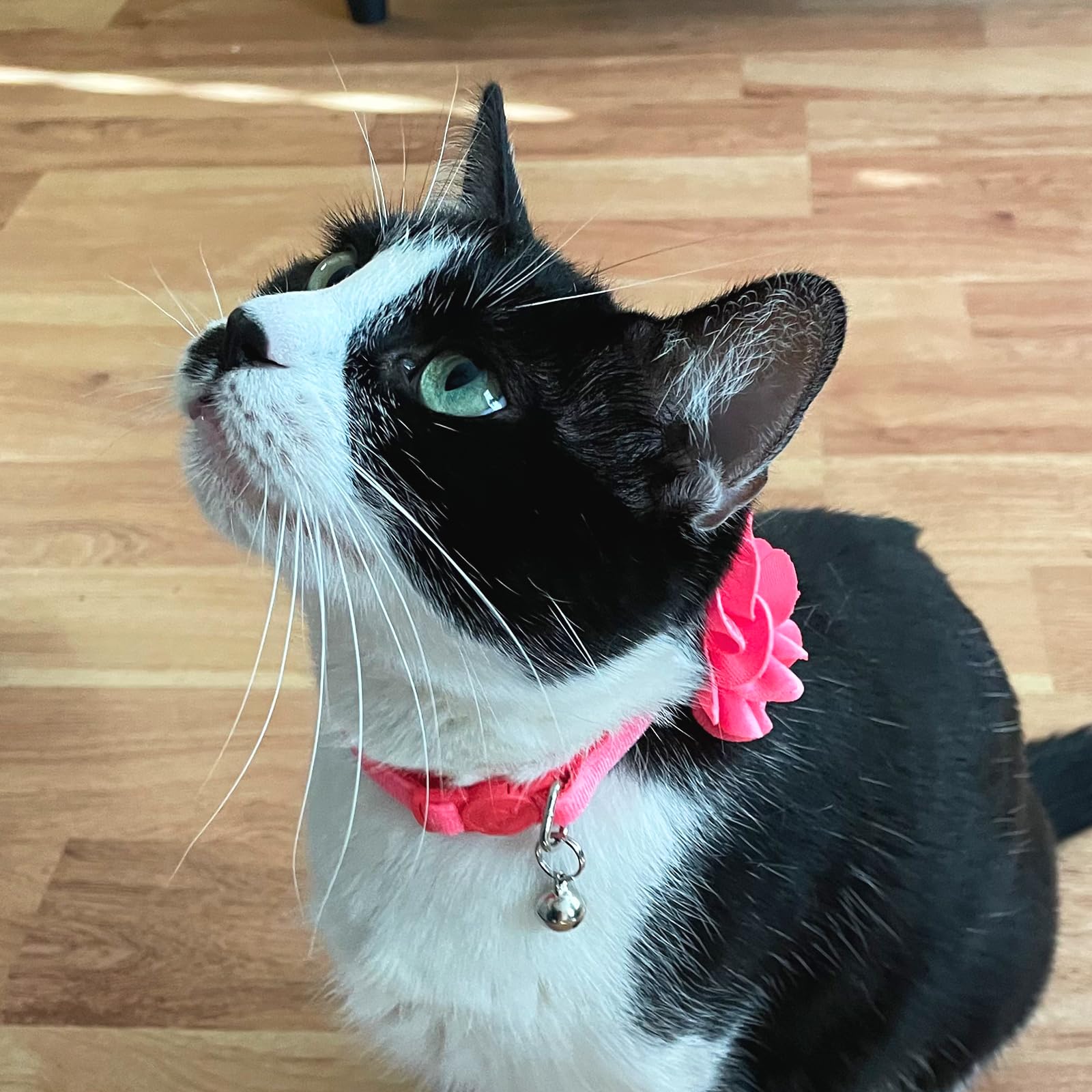 Azuza floral bell detail; easy locating your cat during indoor and outdoor adventures.